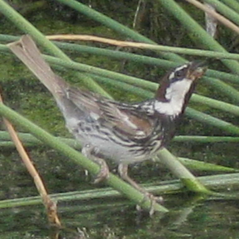 Eastern or Transcaspian Spanish Sparrow
