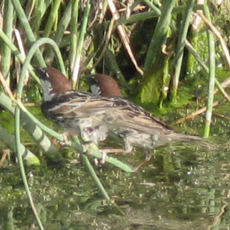 Eastern or Transcaspian Spanish Sparrow