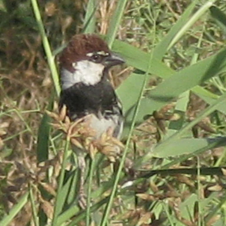 Eastern or Transcaspian Spanish Sparrow male