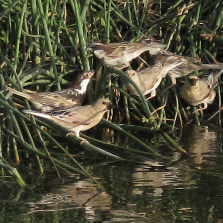 Eastern Spanish Sparrow with House Sparrow