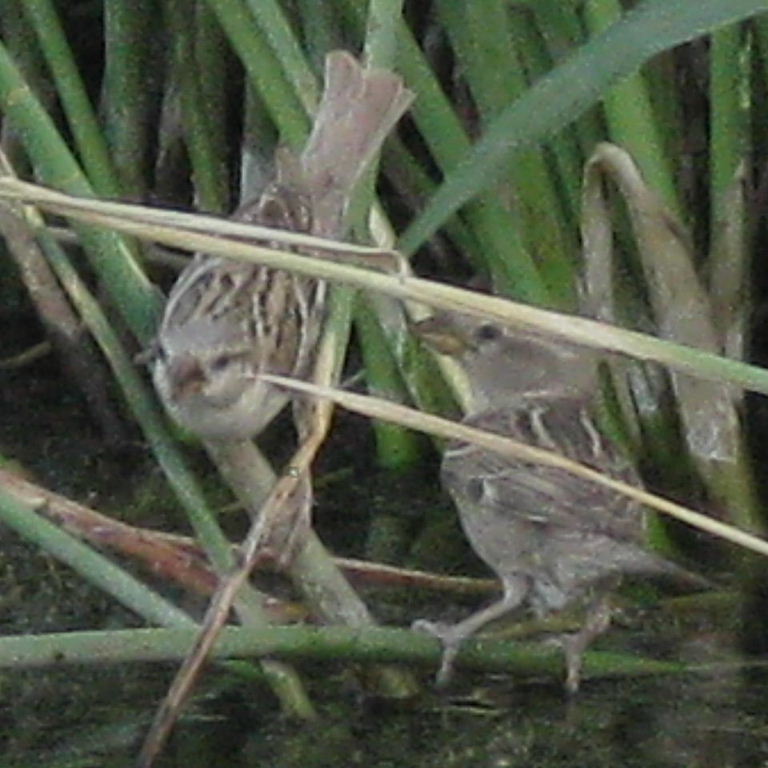 Eastern or Transcaspian Spanish Sparrow female