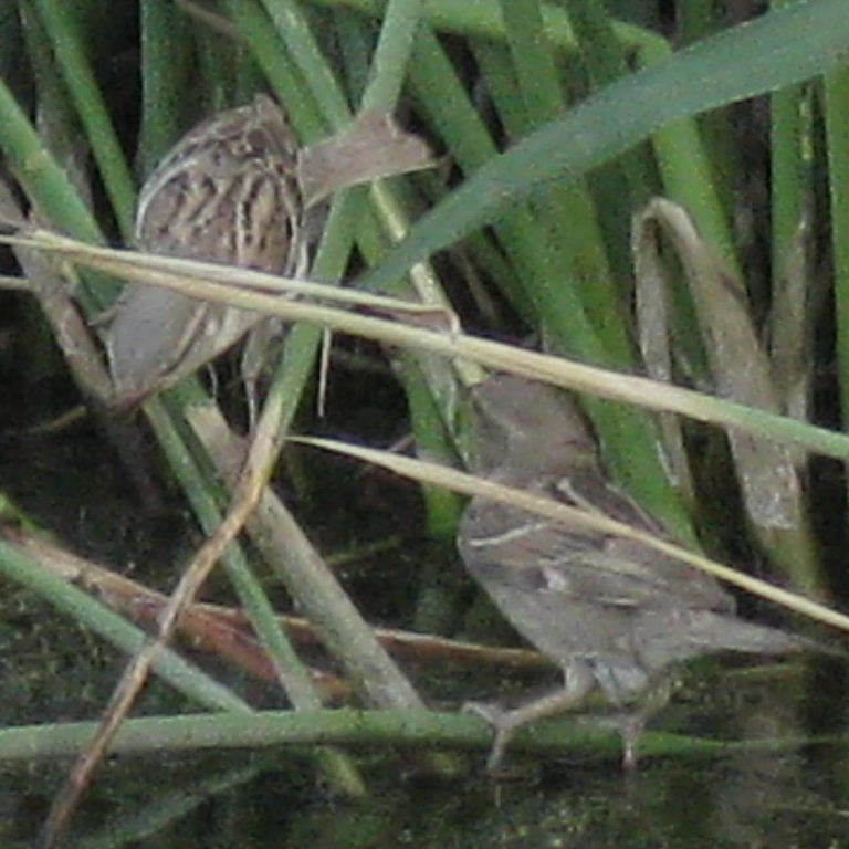 Eastern or Transcaspian Spanish Sparrow females
