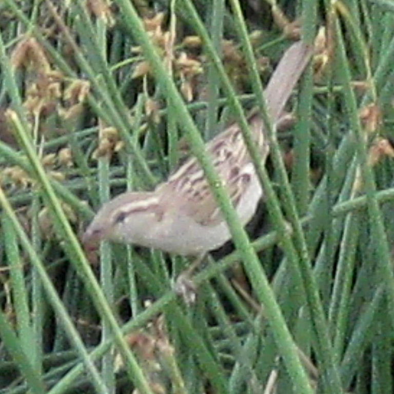 Eastern or Transcaspian Spanish Sparrow female