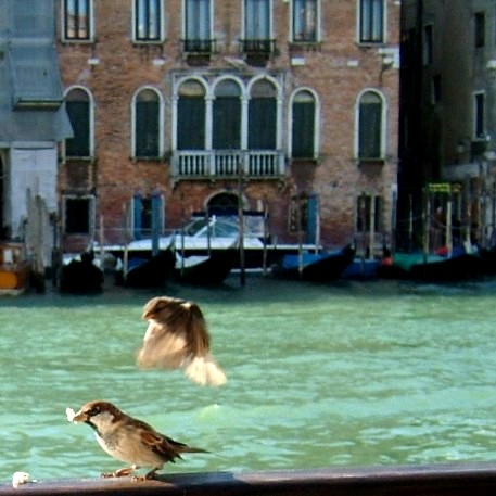 Italian Sparrows in Venice