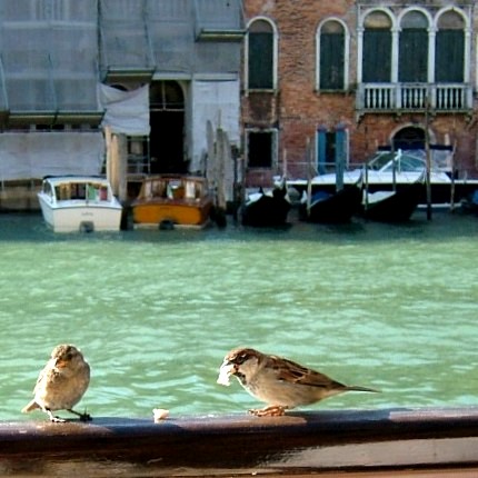 Italian Sparrows