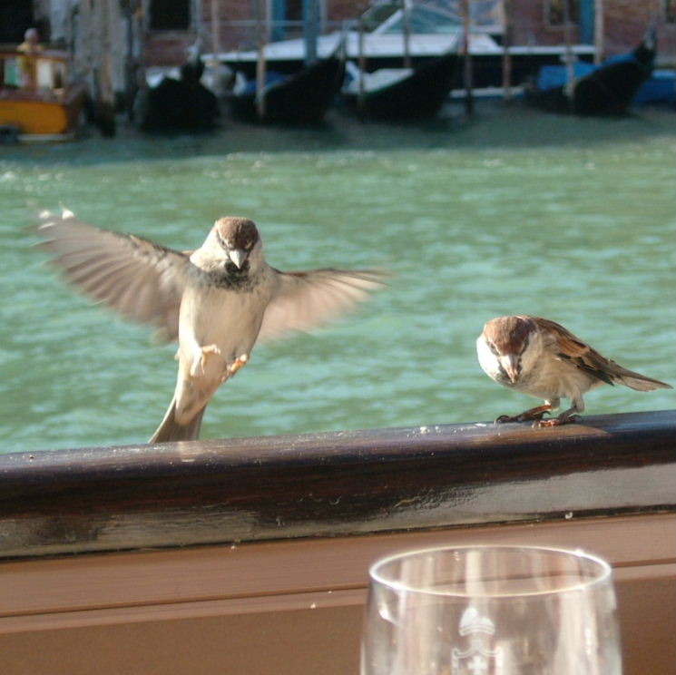 Italian Sparrows in Venice