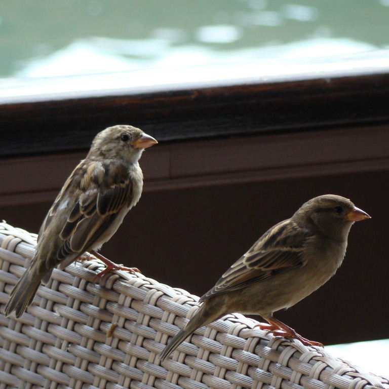 Italian Sparrows