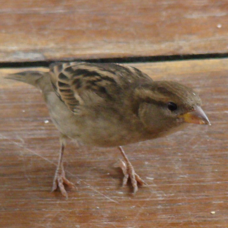 Italian Sparrow