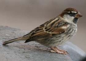 Spanish sparrow