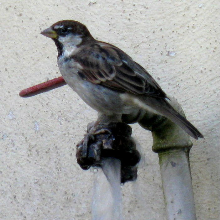 Italian Sparrow male