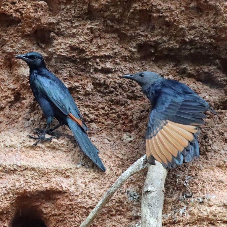 Red-winged Starling
