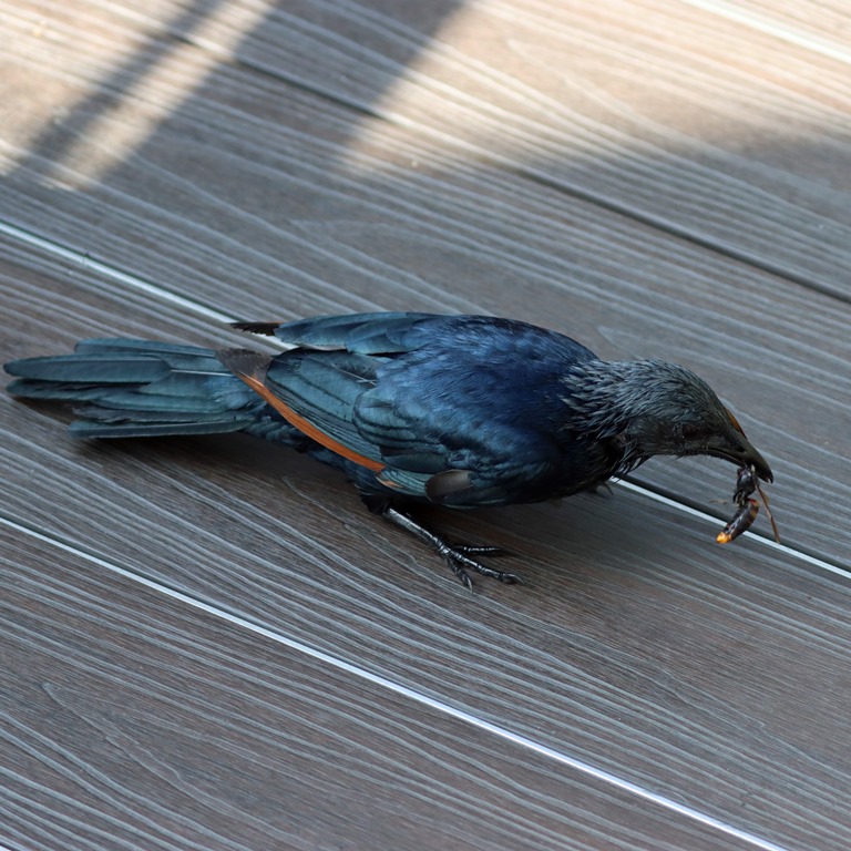 Red-winged Starling with hornet