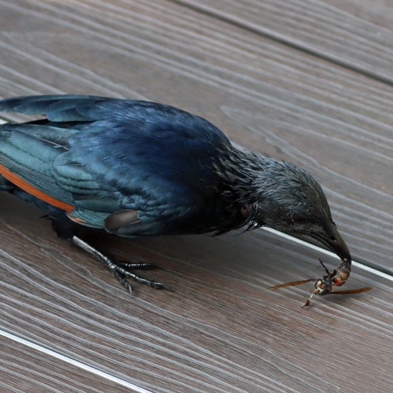 Red-winged Starling with hornet