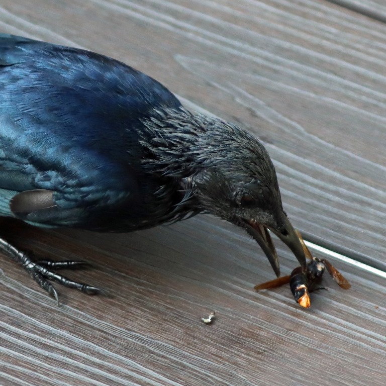 Red-winged Starling with hornet