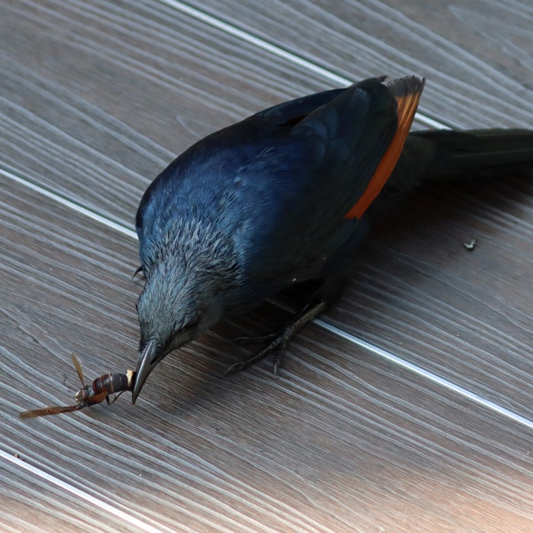 Red-winged Starling with hornet