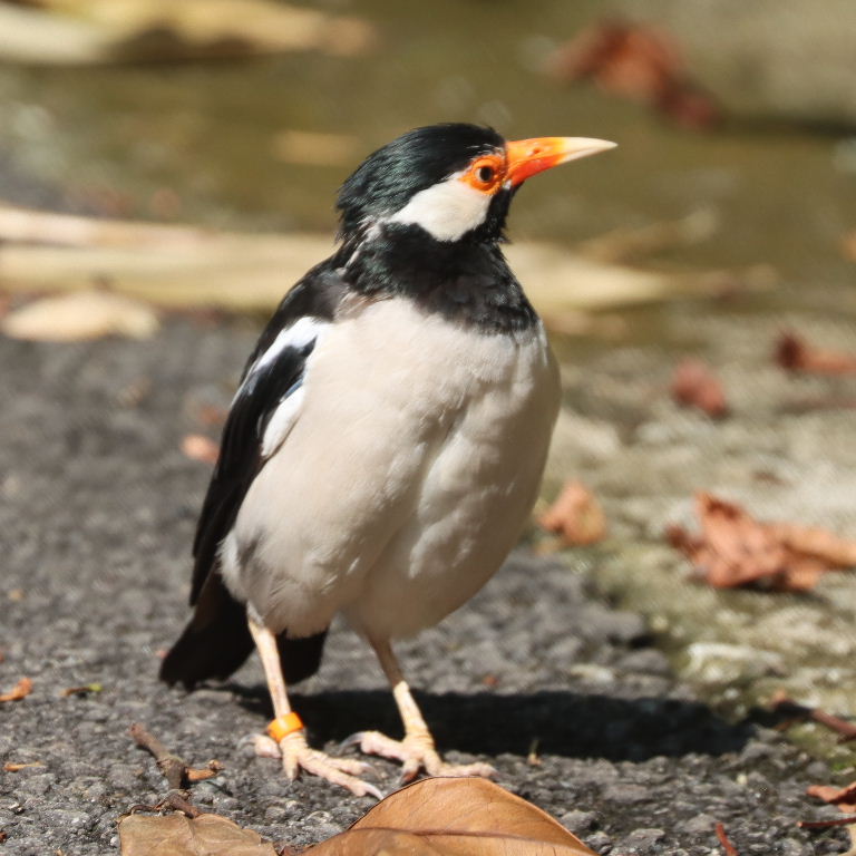 Asian Pied Starling