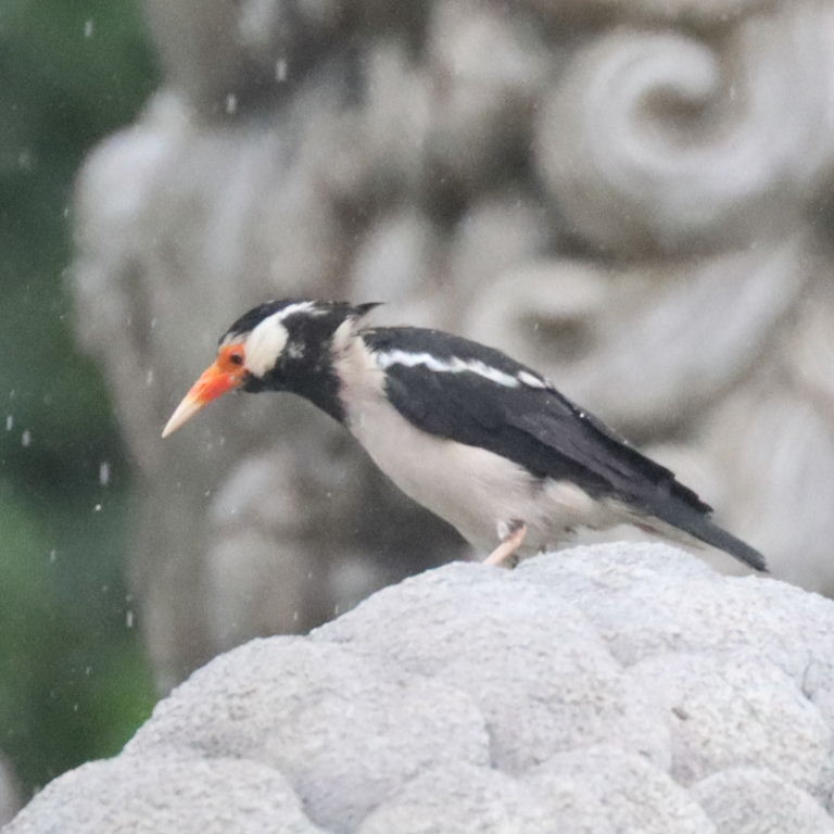 Asian Pied Starling
