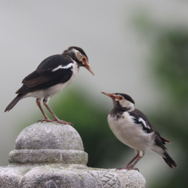 Asian Pied Starling