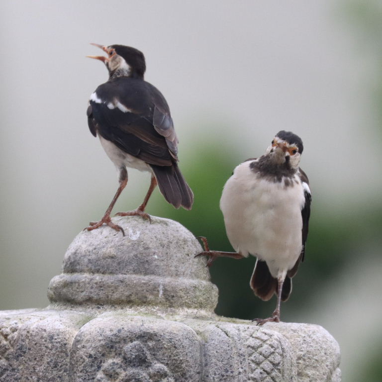 Asian Pied Starling