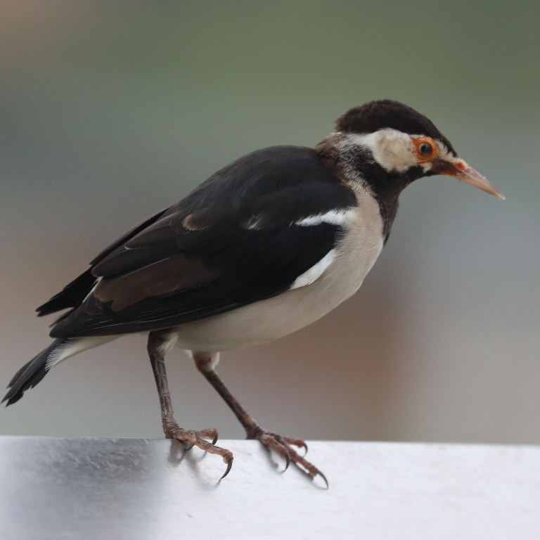 Asian Pied Starling