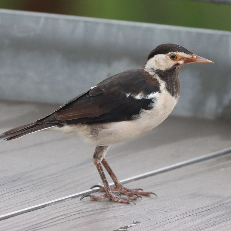 Asian Pied Starling