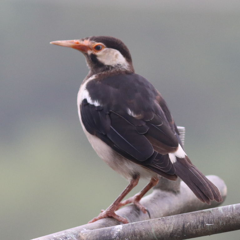 Asian Pied Starling