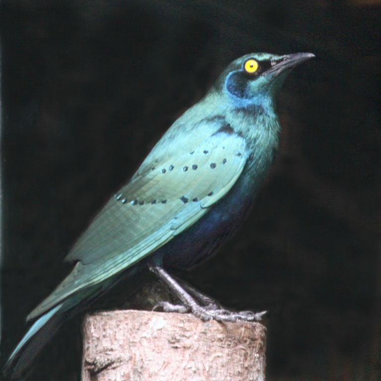 Greater Blue-eared Glossy Starling