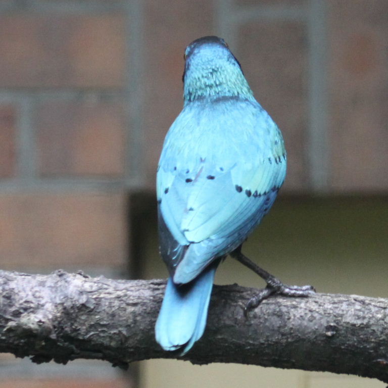 Greater Blue-eared Glossy Starling