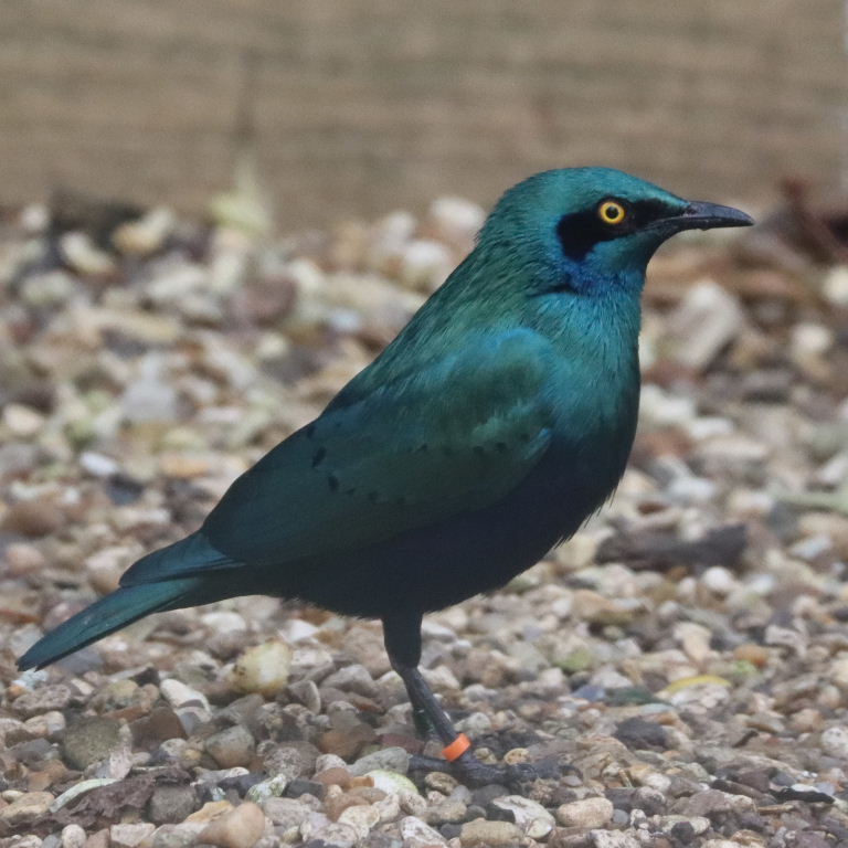 Lesser Blue-eared Glossy Starling
