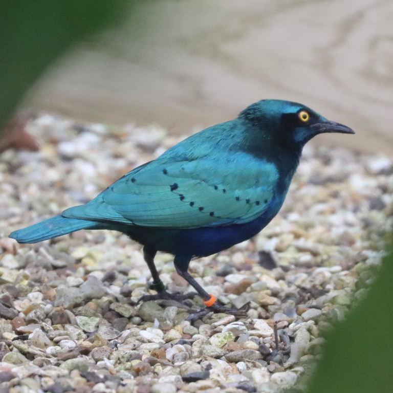 Lesser Blue-eared Glossy Starling