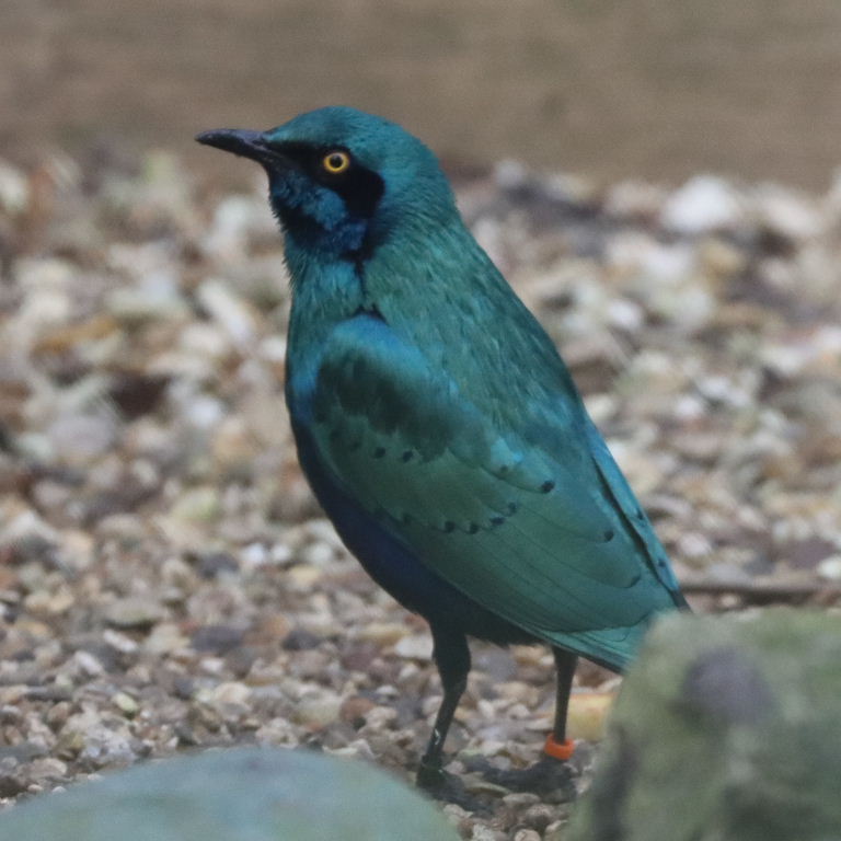 Lesser Blue-eared Glossy Starling