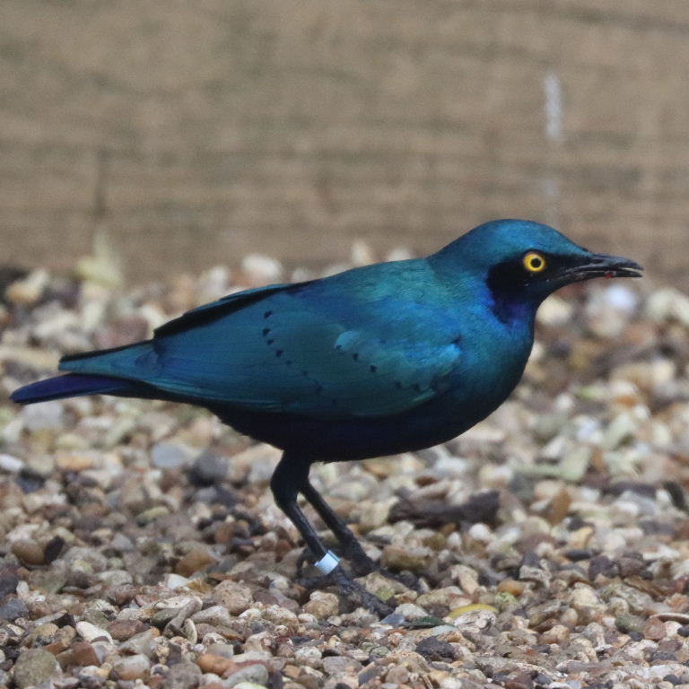 Lesser Blue-eared Glossy Starling