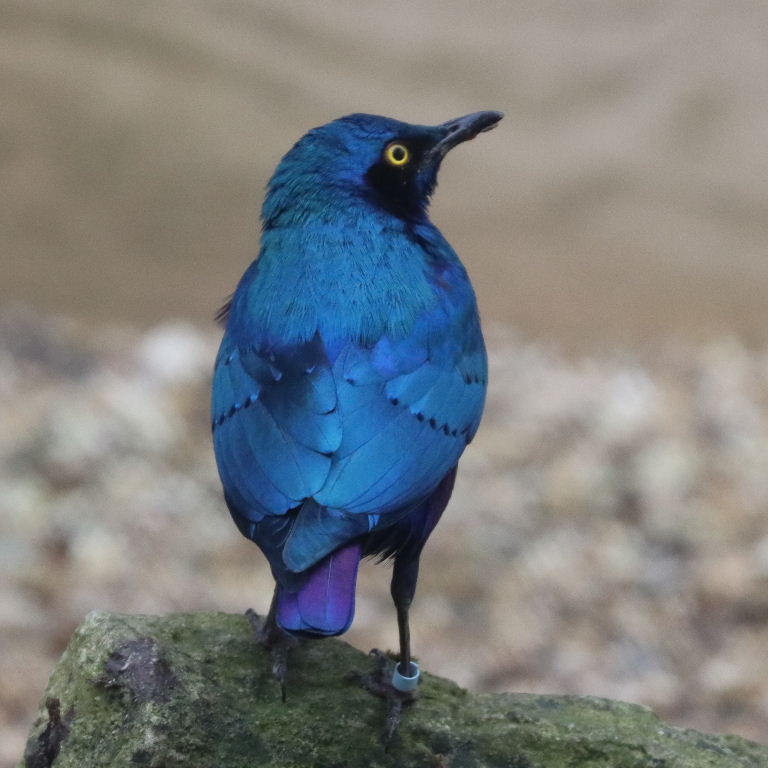 Lesser Blue-eared Glossy Starling