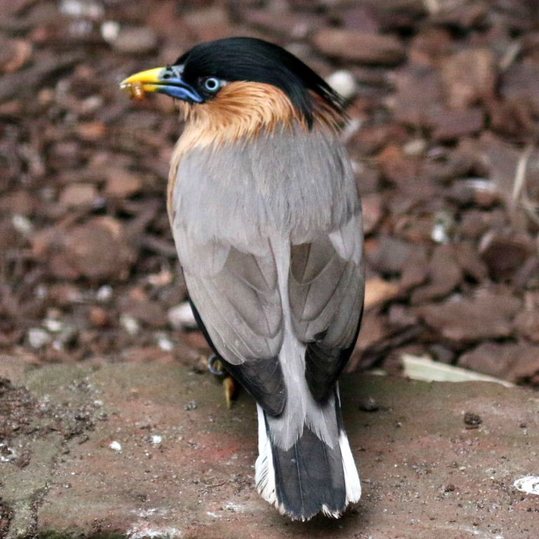 Pagoda Starling