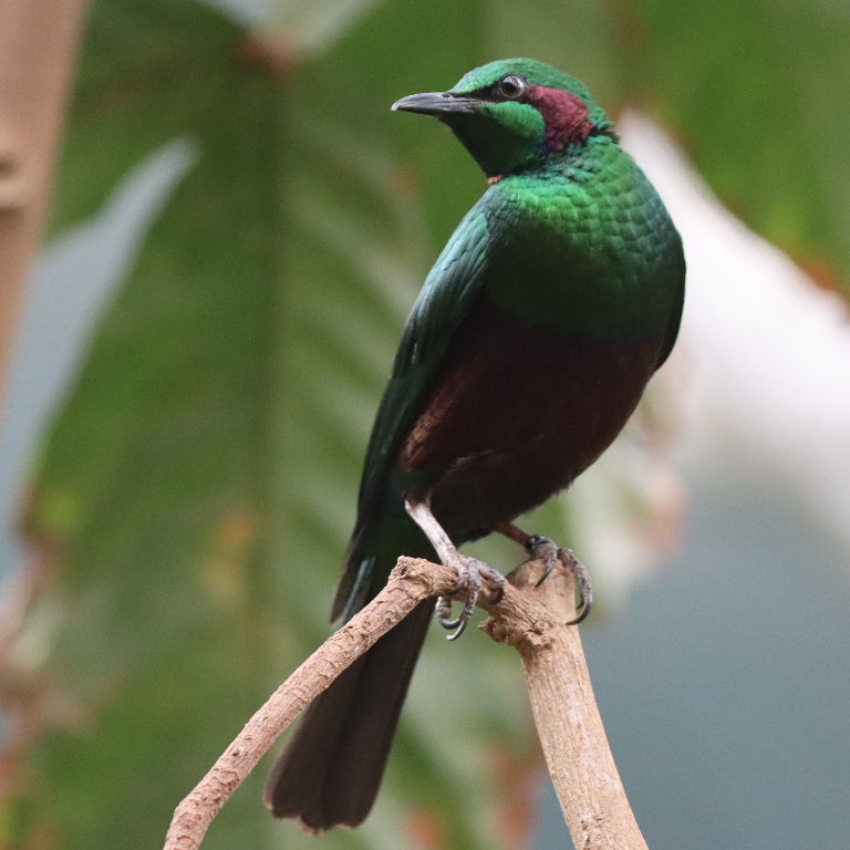 Emerald Starling