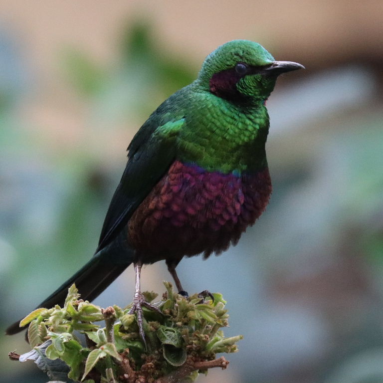 Emerald Starling