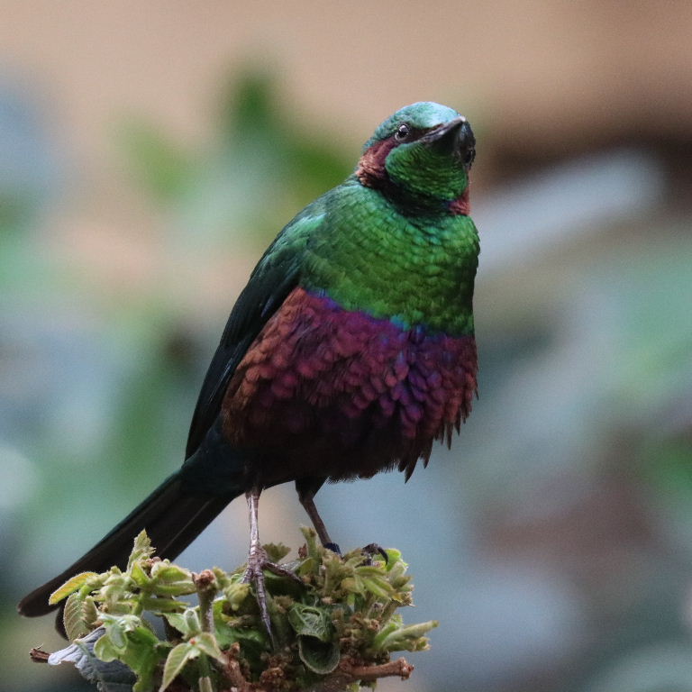 Emerald Starling