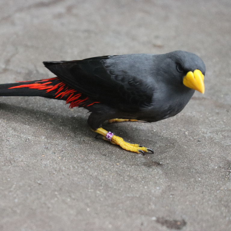 Finch-billed Mynah