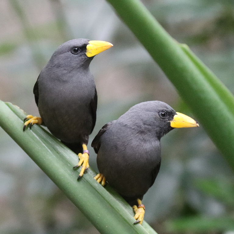 Finch-billed Mynah