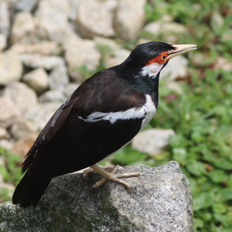 Javan Pied Starling