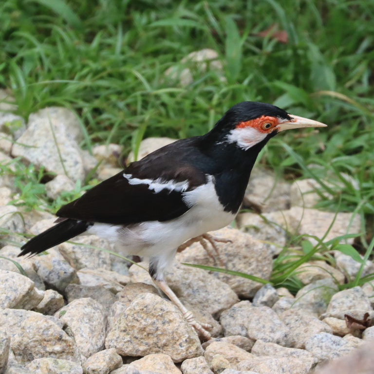Javan Pied Starling