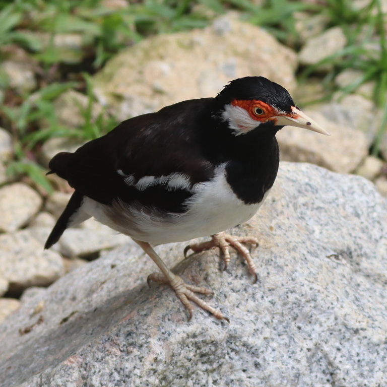 Javan Pied Starling