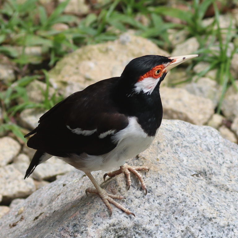 Javan Pied Starling