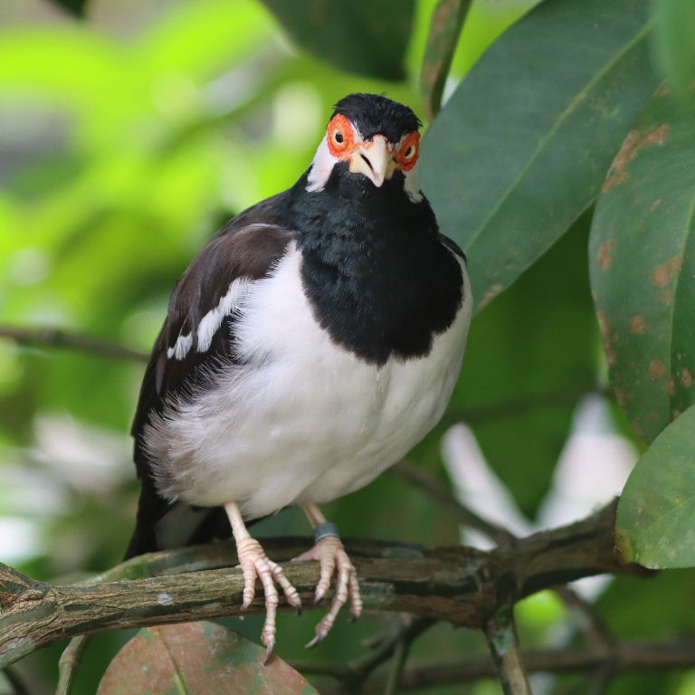 Javan Pied Starling goggles
