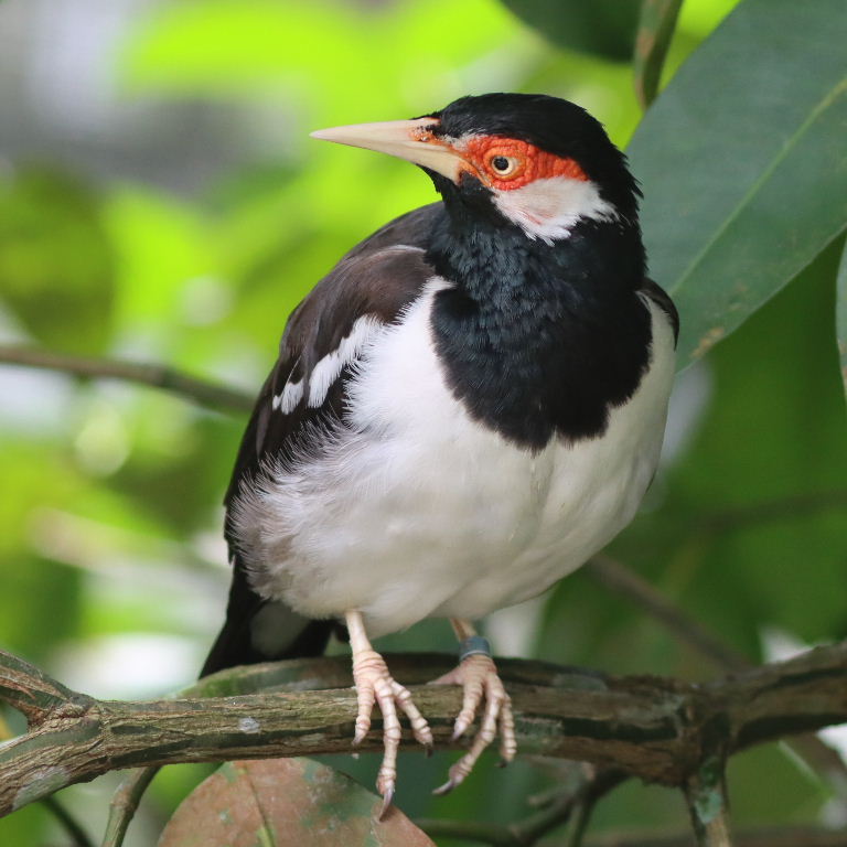Javan Pied Starling