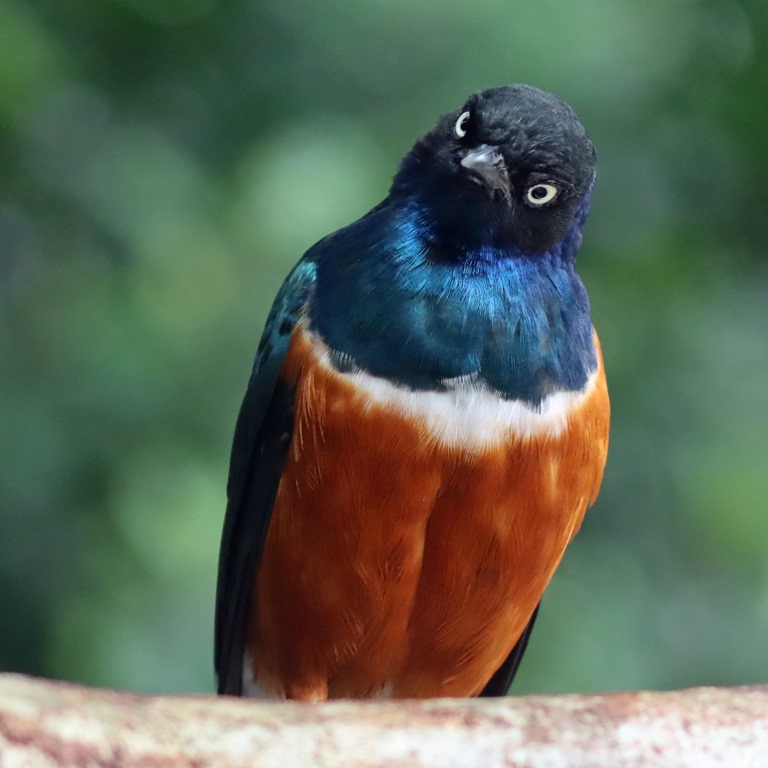 Superb Starling Angry Bird