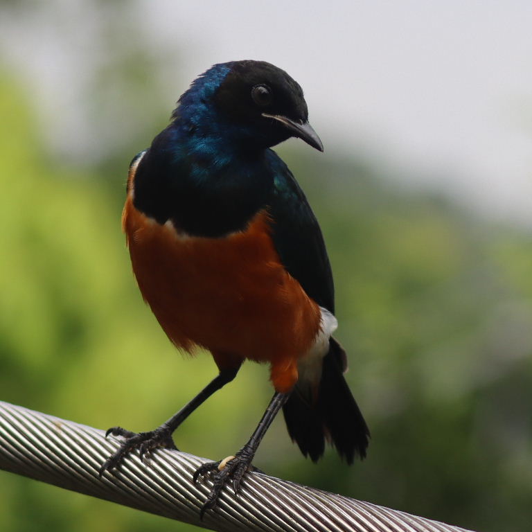 Superb Starling juvenile