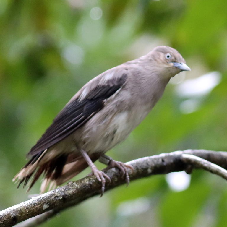 White-shouldered Starling female