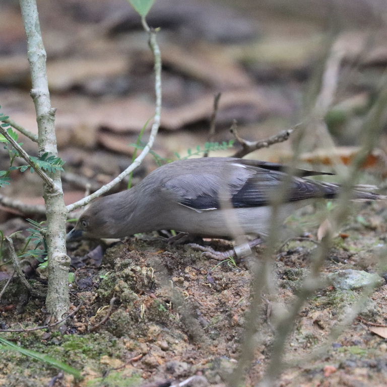 White-shouldered Starling female