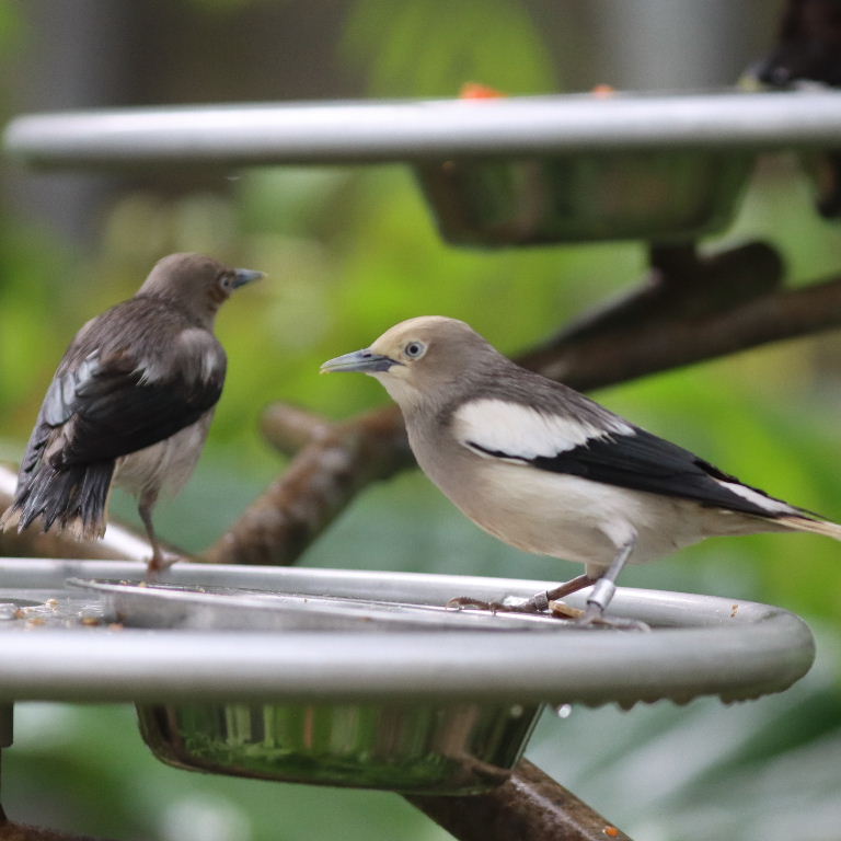 White-shouldered Starling